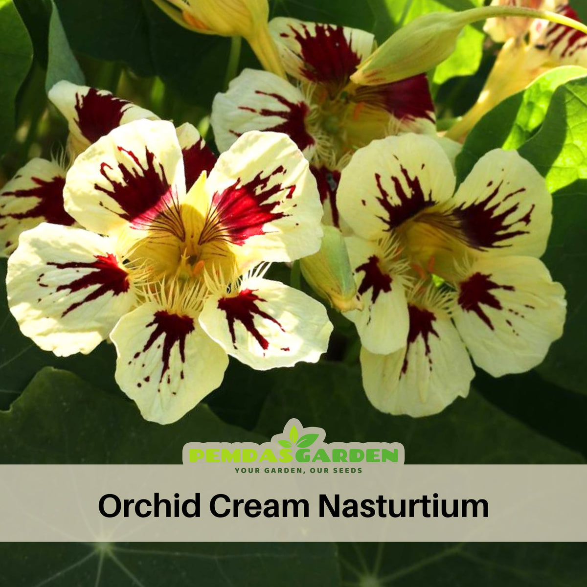 Orchid Cream Nasturtium Seeds - Drought Resistant, Dwarf, 10+ seeds