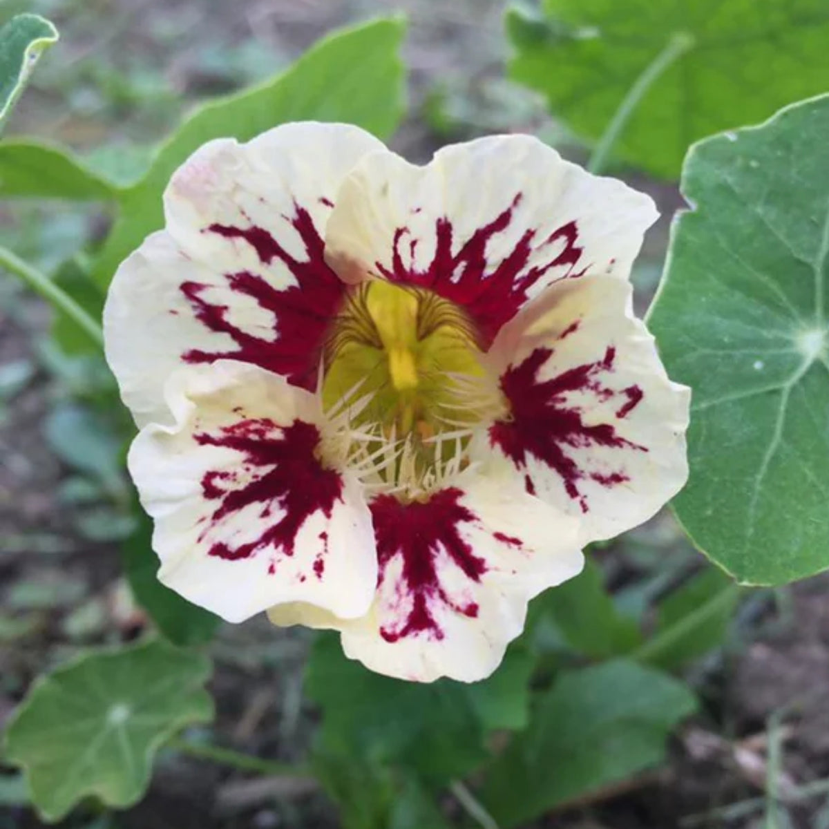 Orchid Cream Nasturtium Seeds - Drought Resistant, Dwarf, 10+ seeds