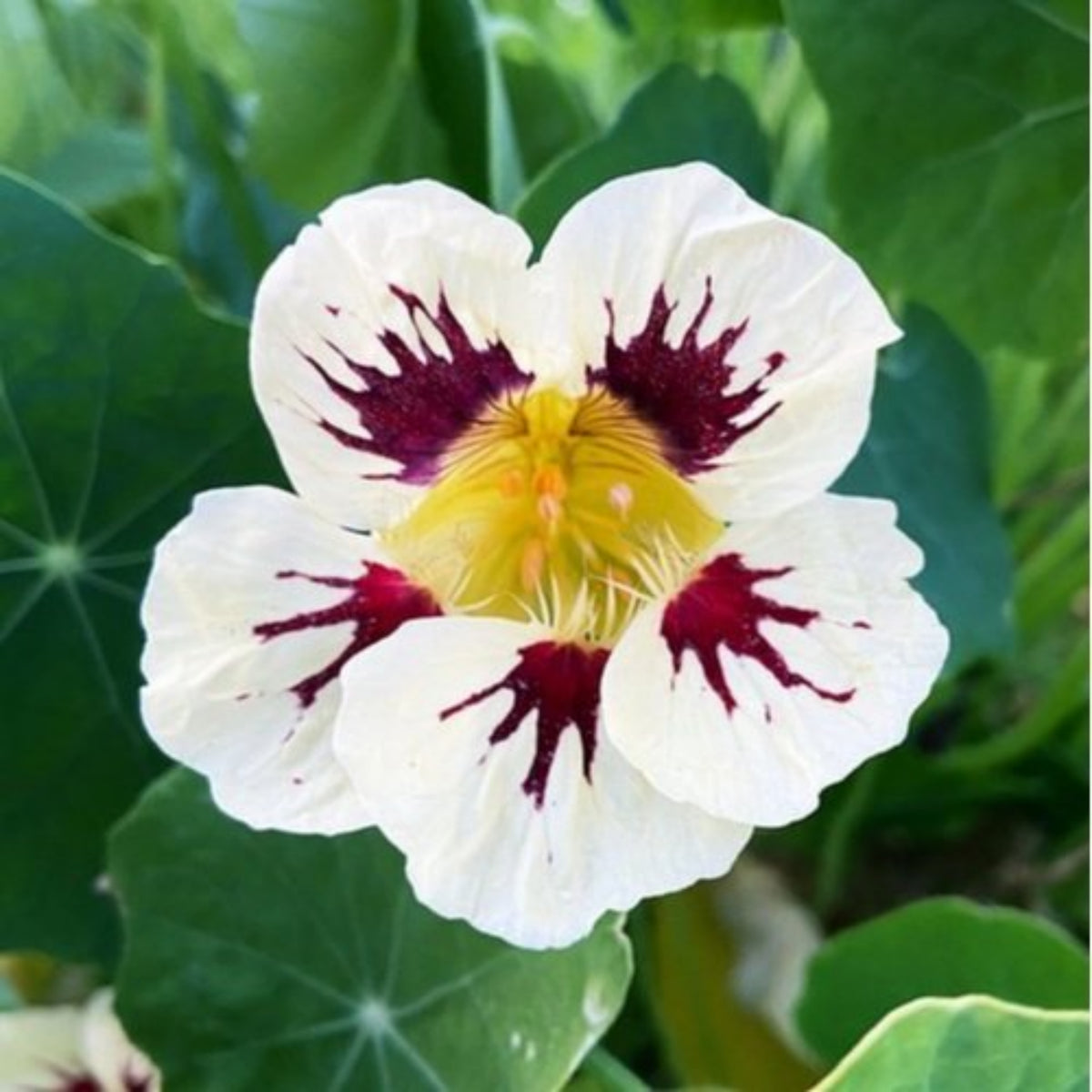 Orchid Cream Nasturtium Seeds - Drought Resistant, Dwarf, 10+ seeds