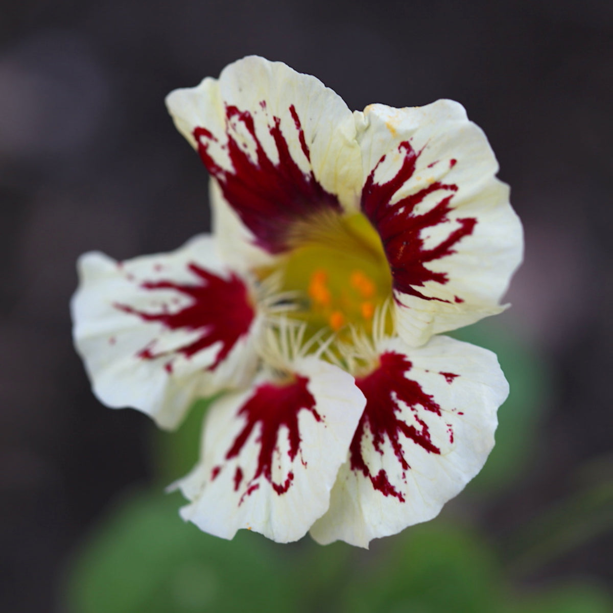 Orchid Cream Nasturtium Seeds - Drought Resistant, Dwarf, 10+ seeds