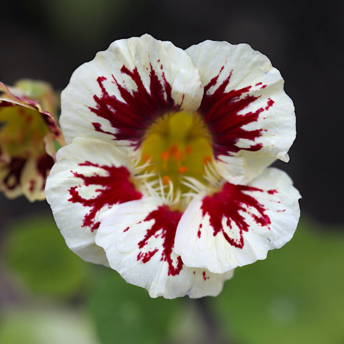 Orchid Cream Nasturtium Seeds - Drought Resistant, Dwarf, 10+ seeds
