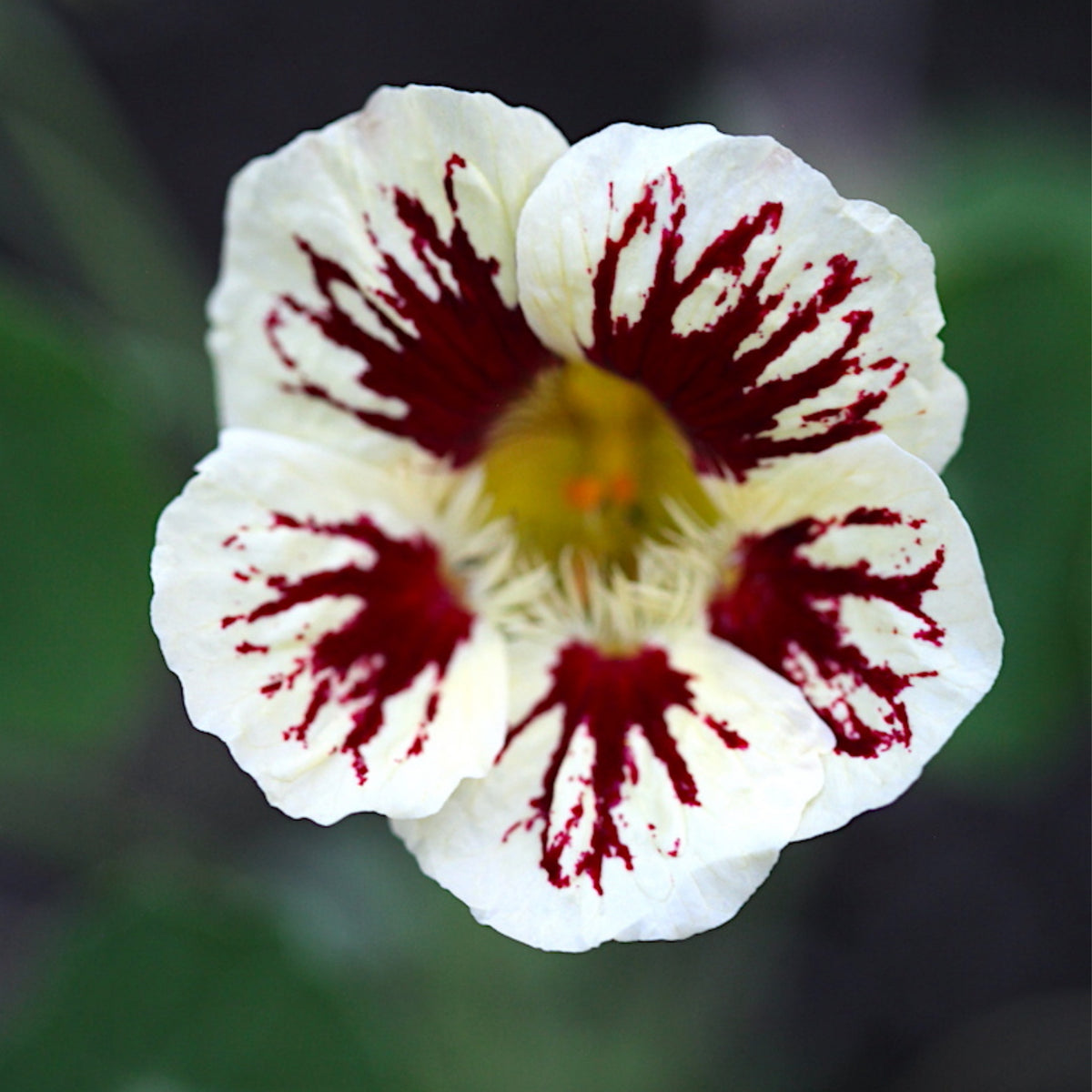 Orchid Cream Nasturtium Seeds - Drought Resistant, Dwarf, 10+ seeds