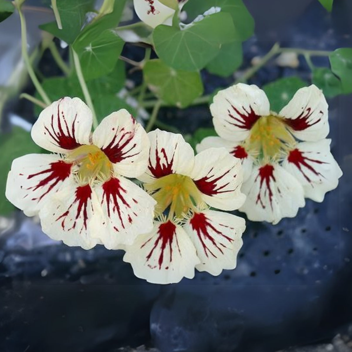 Orchid Cream Nasturtium Seeds - Drought Resistant, Dwarf, 10+ seeds