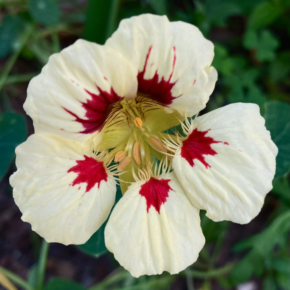 Orchid Cream Nasturtium Seeds - Drought Resistant, Dwarf, 10+ seeds