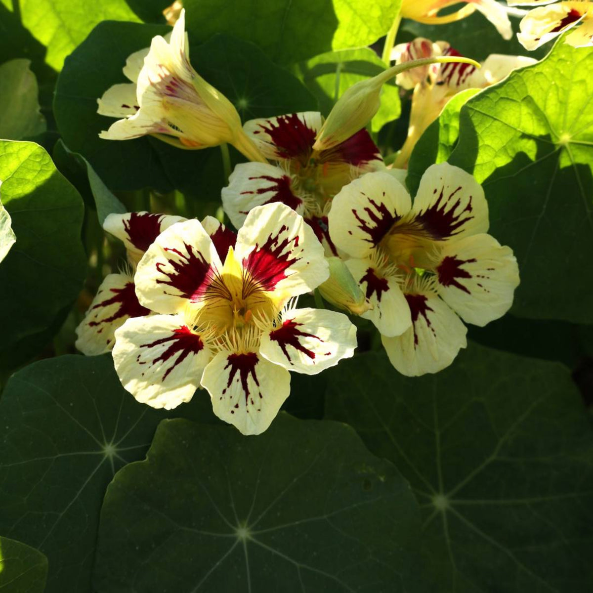 Orchid Cream Nasturtium Seeds - Drought Resistant, Dwarf, 10+ seeds