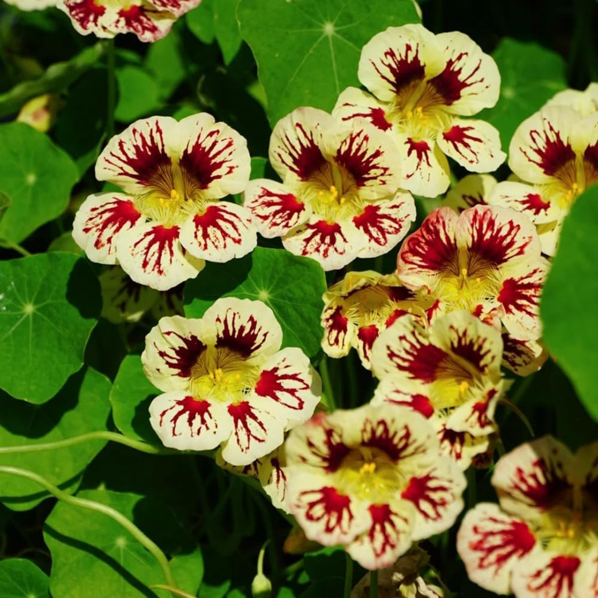 Orchid Cream Nasturtium Seeds - Drought Resistant, Dwarf, 10+ seeds
