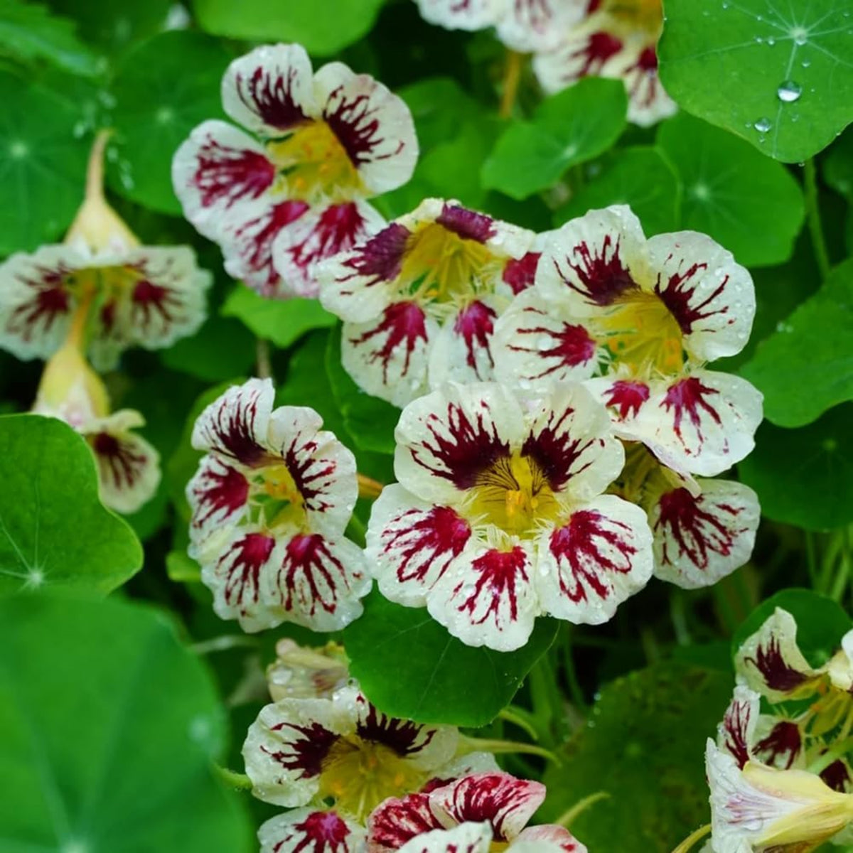 Orchid Cream Nasturtium Seeds - Drought Resistant, Dwarf, 10+ seeds