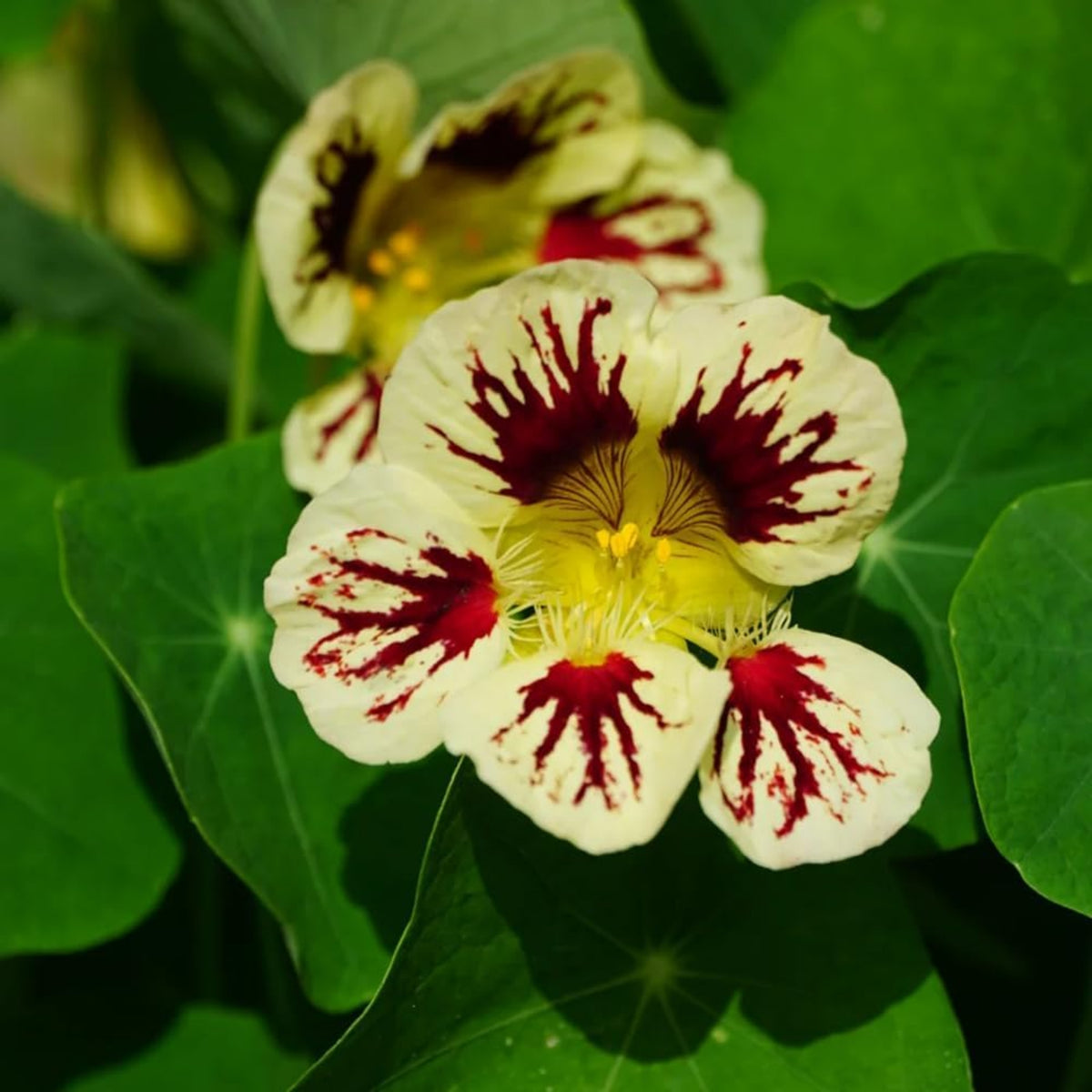 Orchid Cream Nasturtium Seeds - Drought Resistant, Dwarf, 10+ seeds