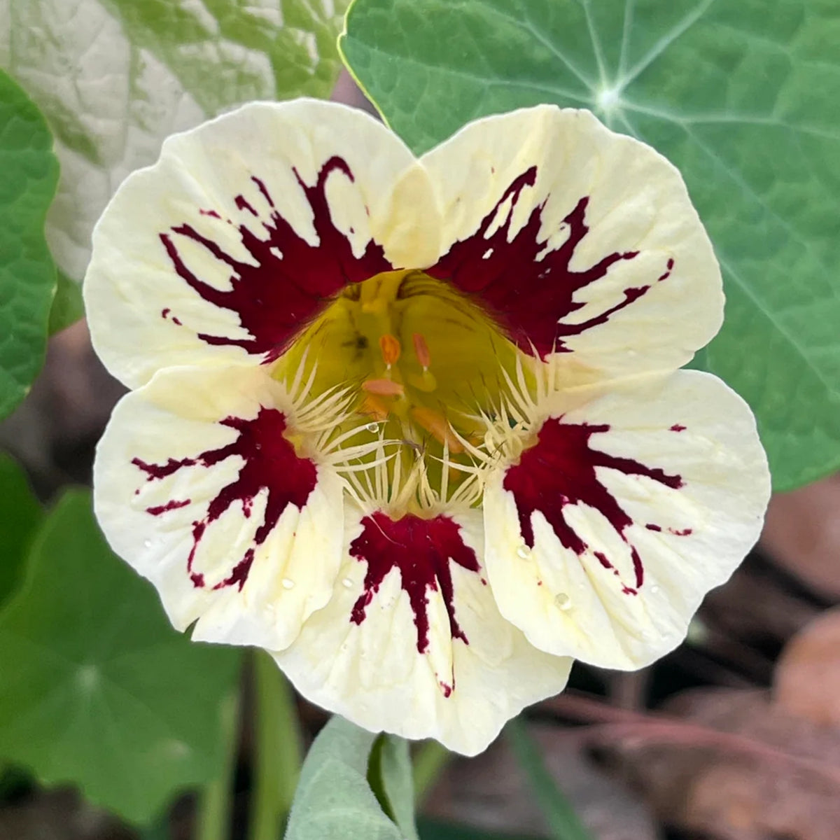Orchid Cream Nasturtium Seeds - Drought Resistant, Dwarf, 10+ seeds