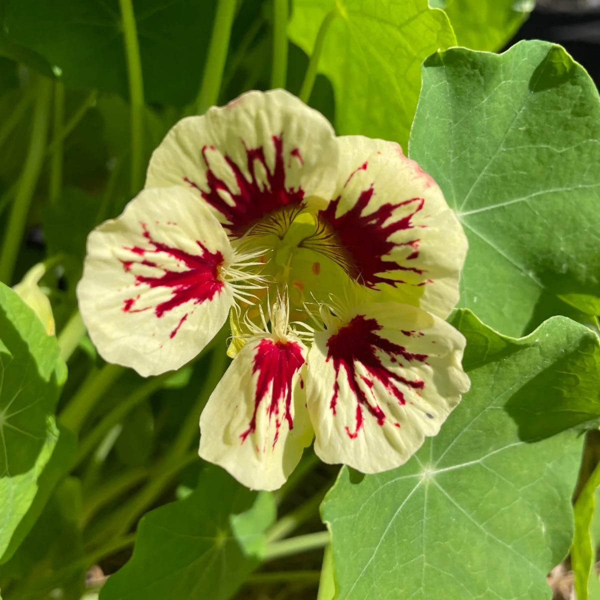 Orchid Cream Nasturtium Seeds - Drought Resistant, Dwarf, 10+ seeds