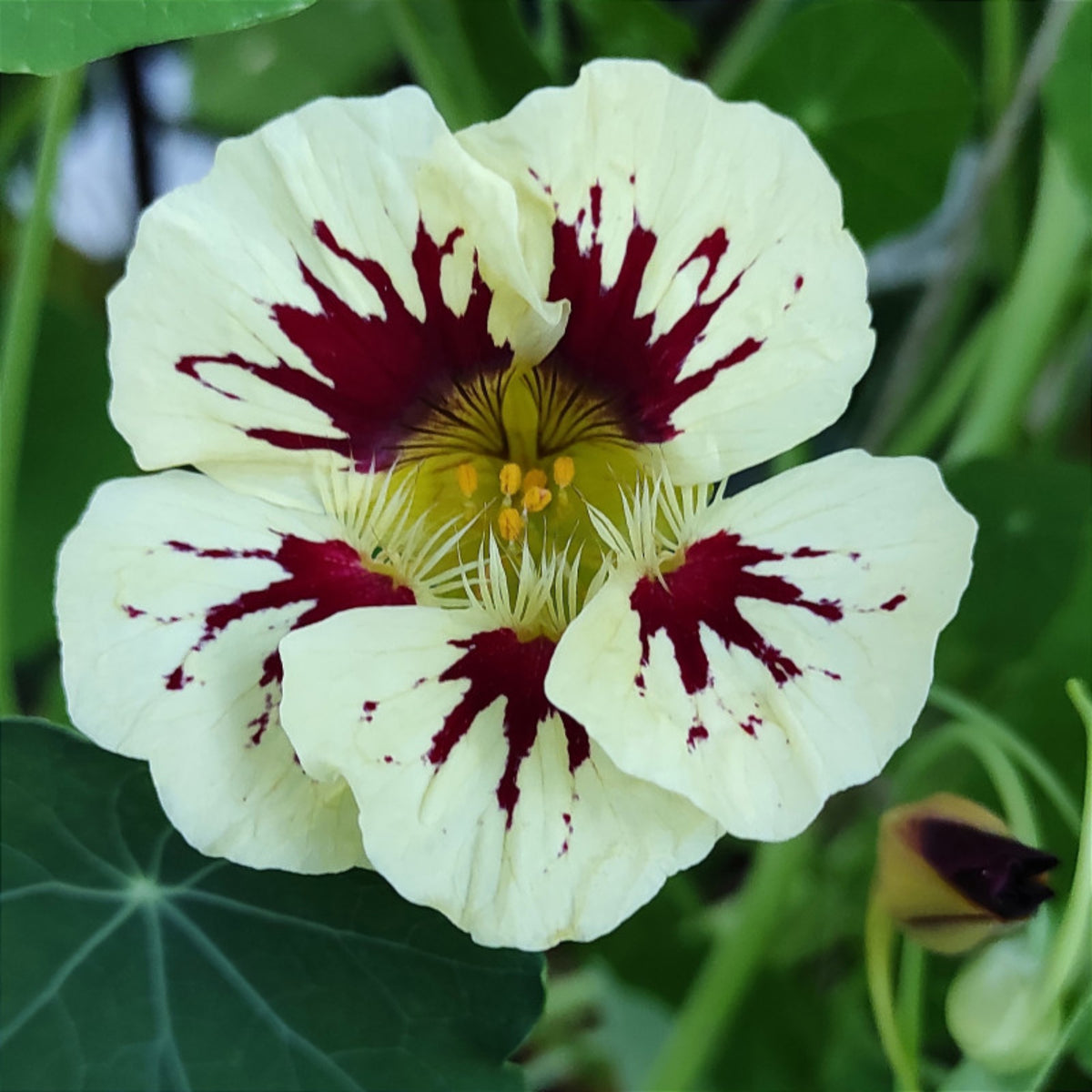 Orchid Cream Nasturtium Seeds - Drought Resistant, Dwarf, 10+ seeds