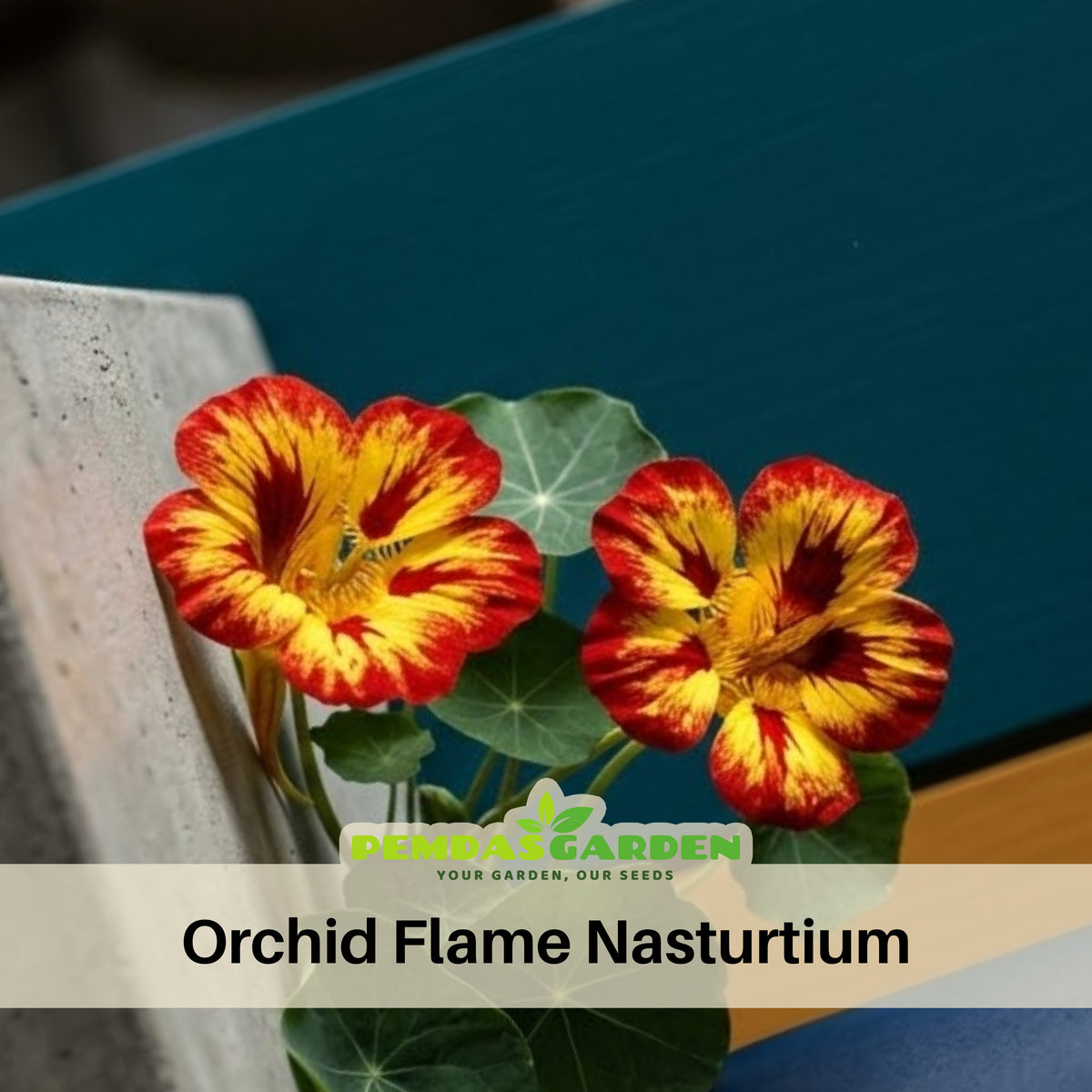 Orchid Flame Nasturtium Seeds - Drought Resistant, Dwarf, 10+ seeds
