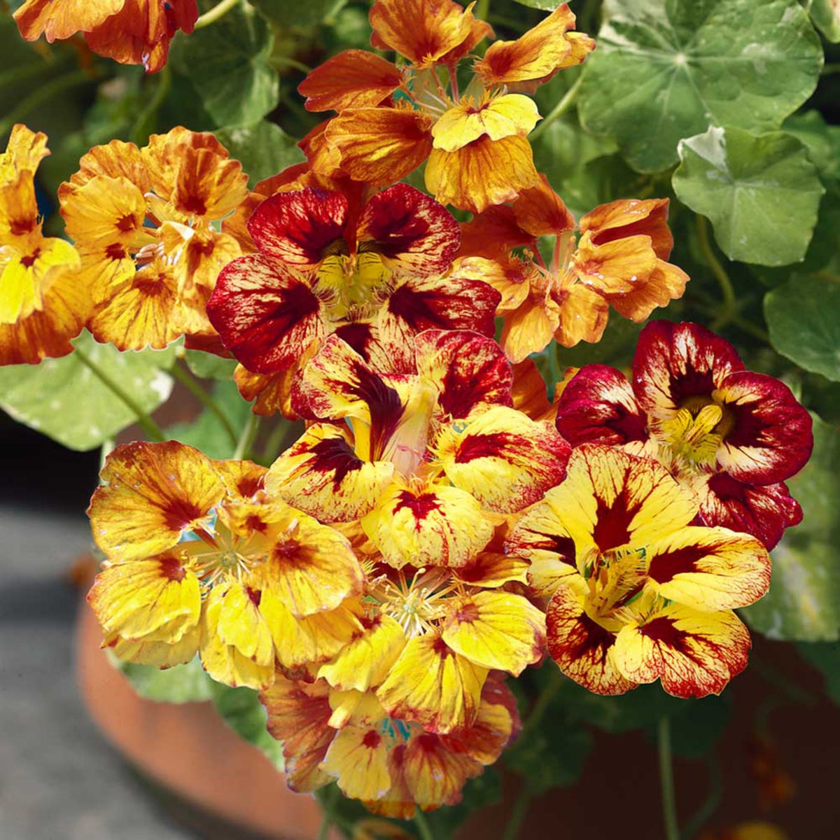 Orchid Flame Nasturtium Seeds - Drought Resistant, Dwarf, 10+ seeds