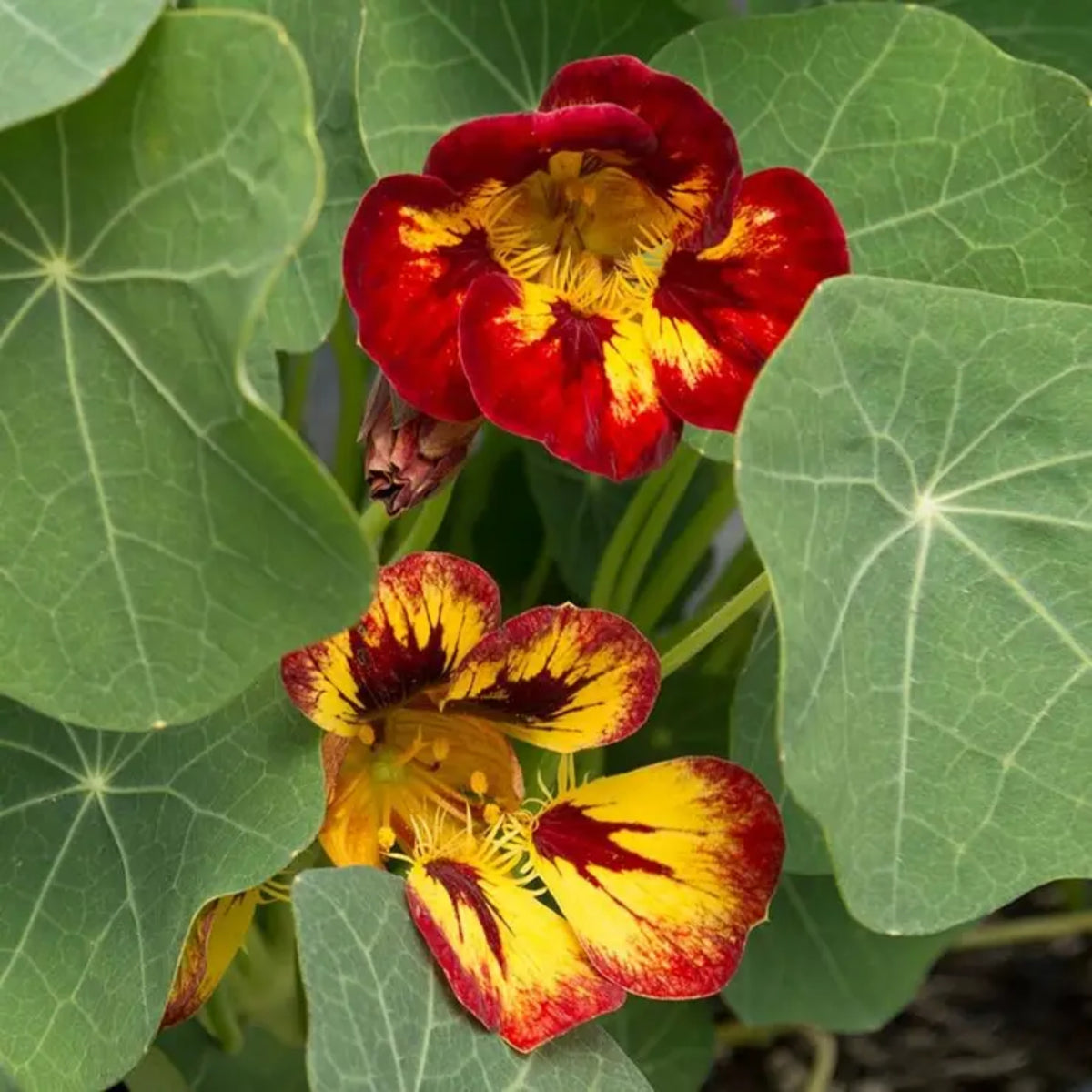 Orchid Flame Nasturtium Seeds - Drought Resistant, Dwarf, 10+ seeds