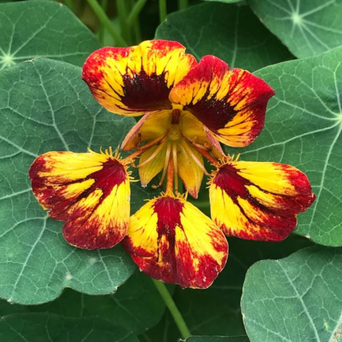 Orchid Flame Nasturtium Seeds - Drought Resistant, Dwarf, 10+ seeds