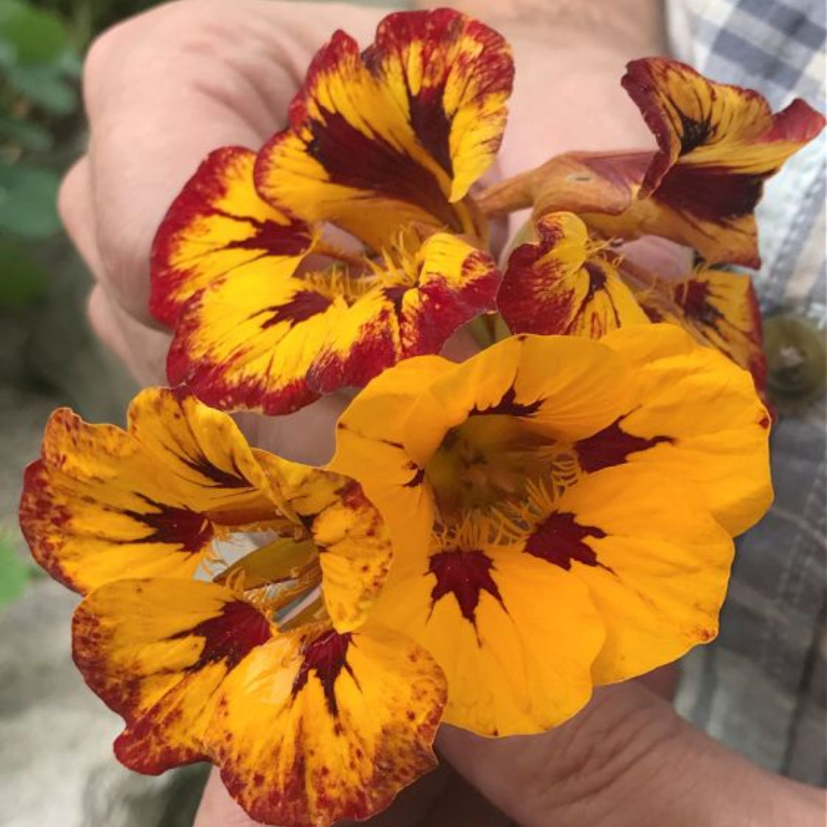Orchid Flame Nasturtium Seeds - Drought Resistant, Dwarf, 10+ seeds