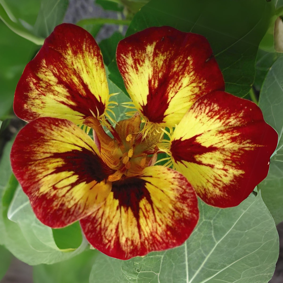 Orchid Flame Nasturtium Seeds - Drought Resistant, Dwarf, 10+ seeds