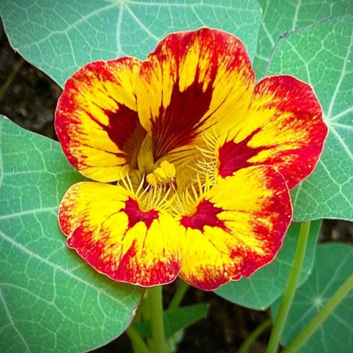 Orchid Flame Nasturtium Seeds - Drought Resistant, Dwarf, 10+ seeds