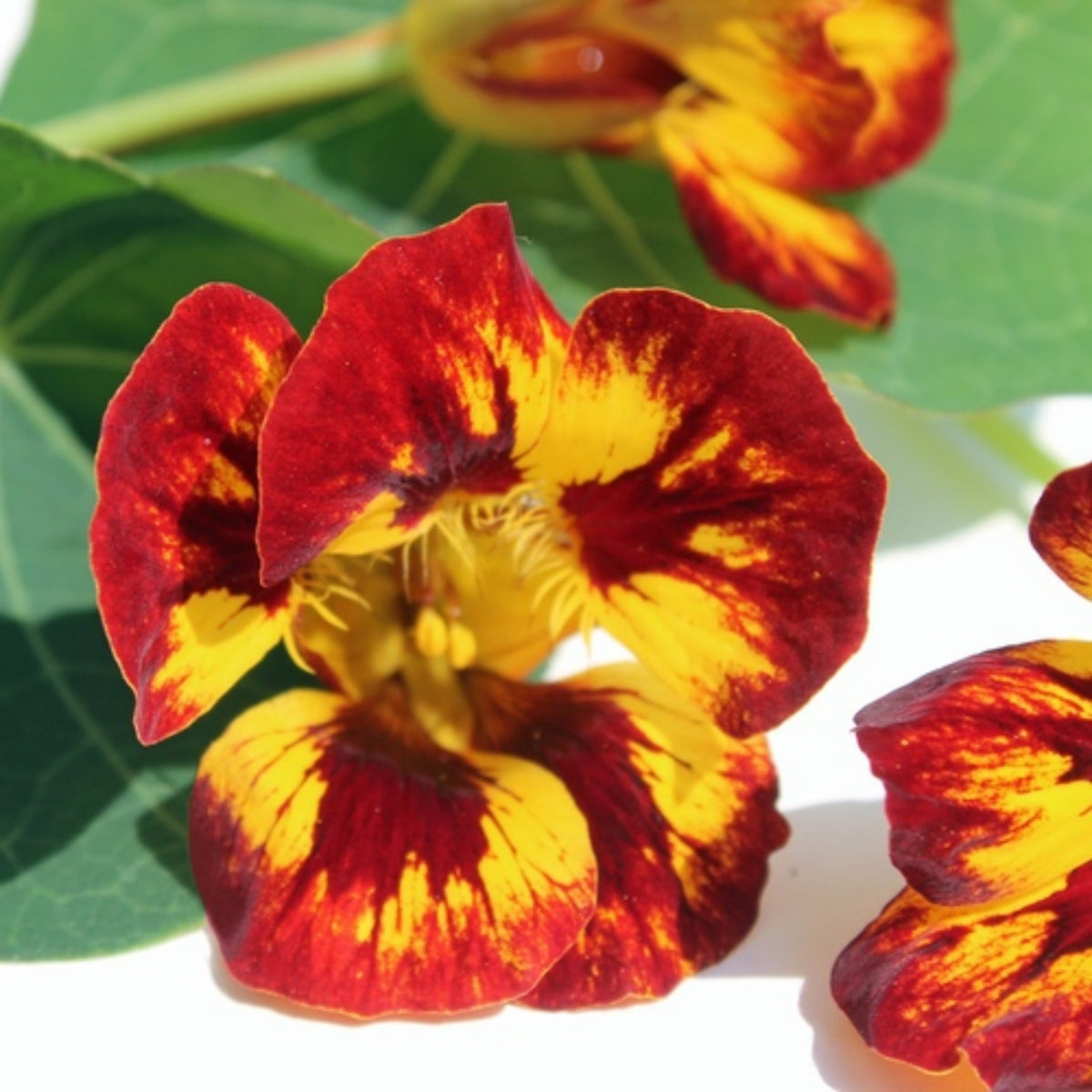 Orchid Flame Nasturtium Seeds - Drought Resistant, Dwarf, 10+ seeds