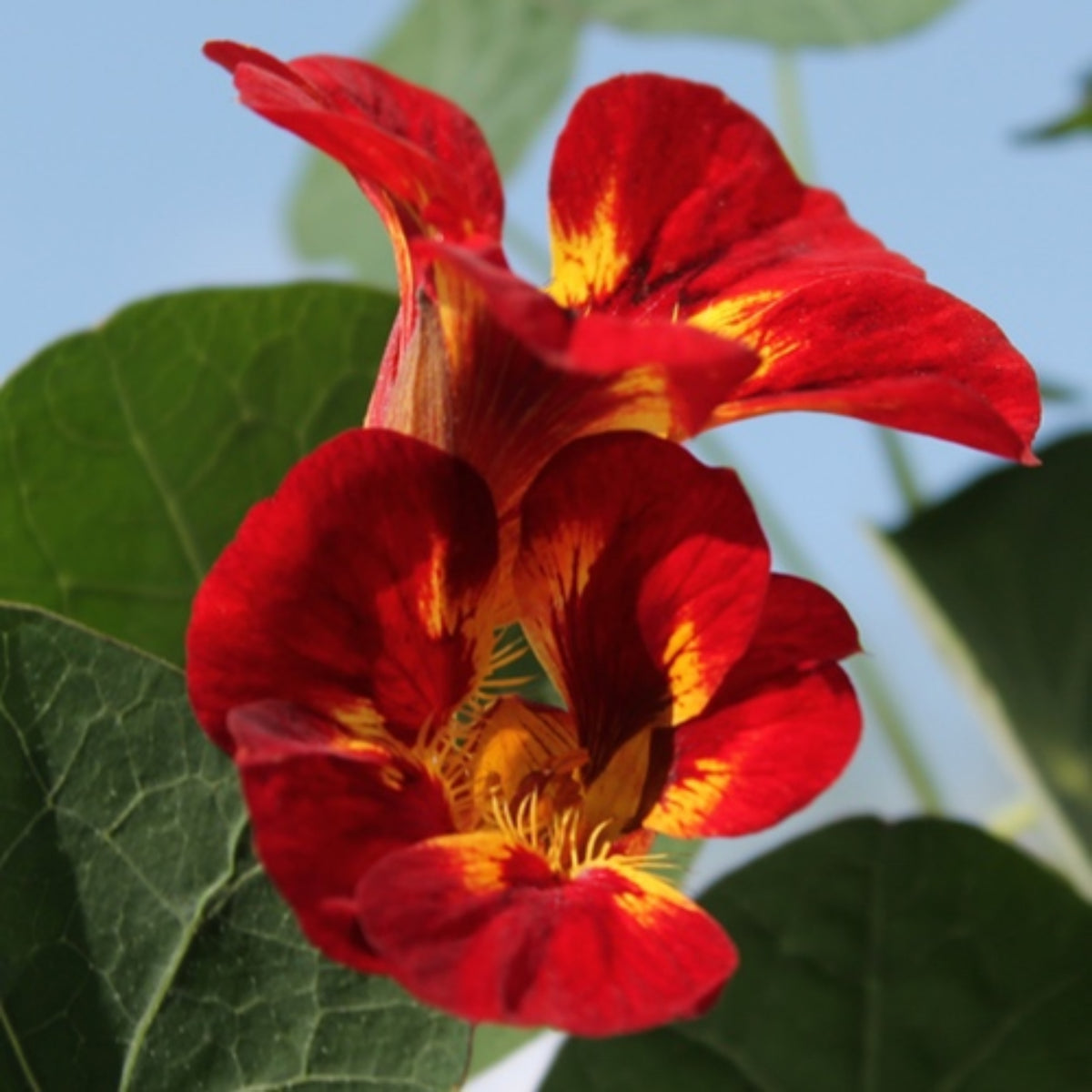 Orchid Flame Nasturtium Seeds - Drought Resistant, Dwarf, 10+ seeds
