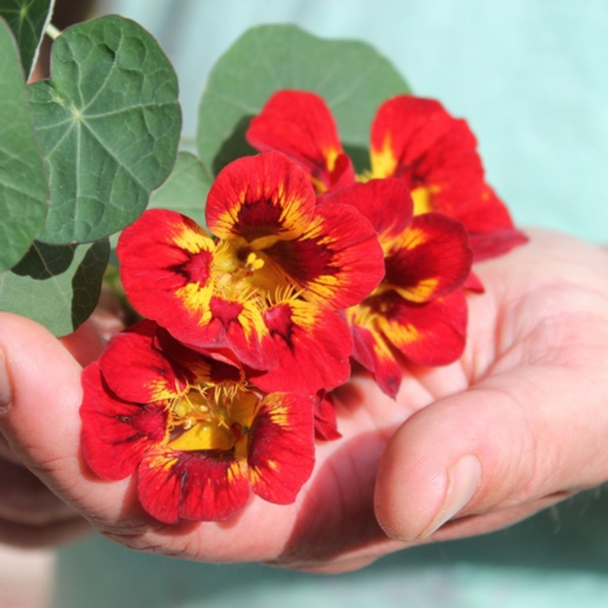 Orchid Flame Nasturtium Seeds - Drought Resistant, Dwarf, 10+ seeds