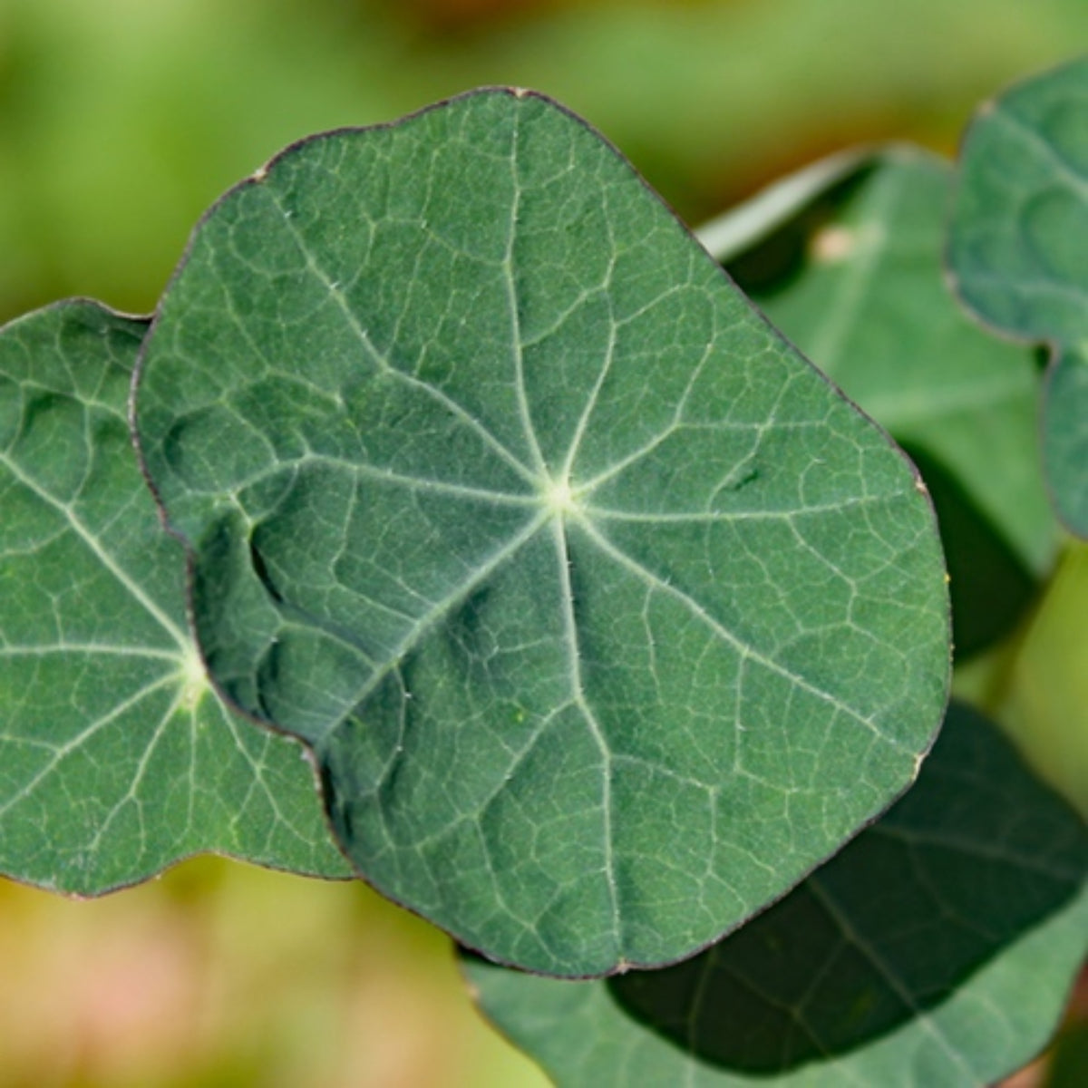 Orchid Flame Nasturtium Seeds - Drought Resistant, Dwarf, 10+ seeds