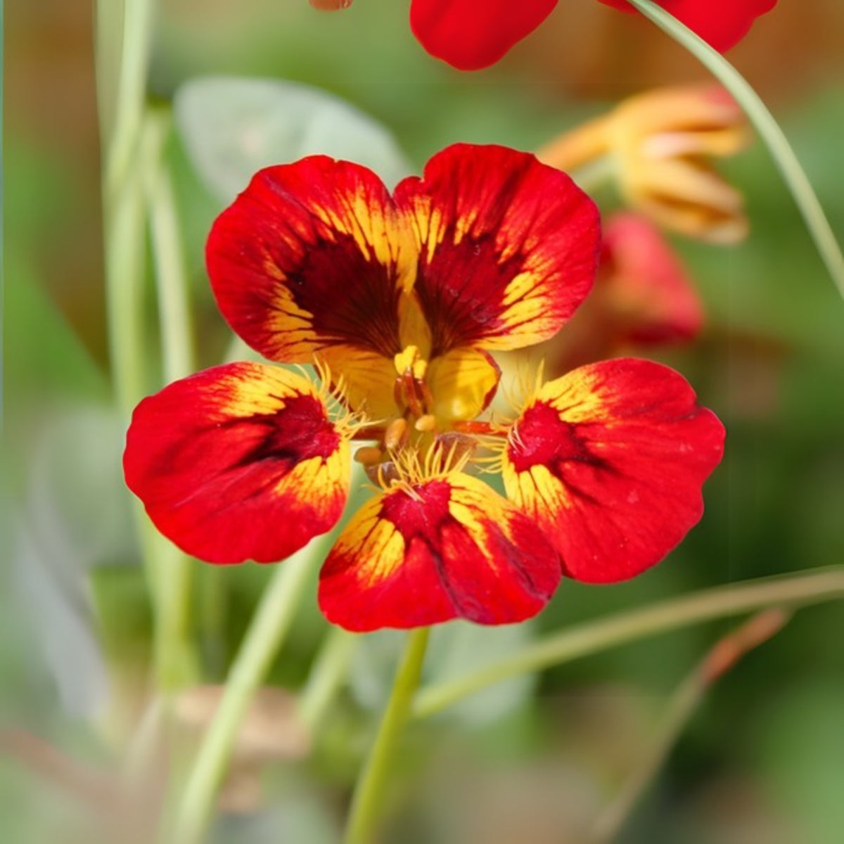 Orchid Flame Nasturtium Seeds - Drought Resistant, Dwarf, 10+ seeds