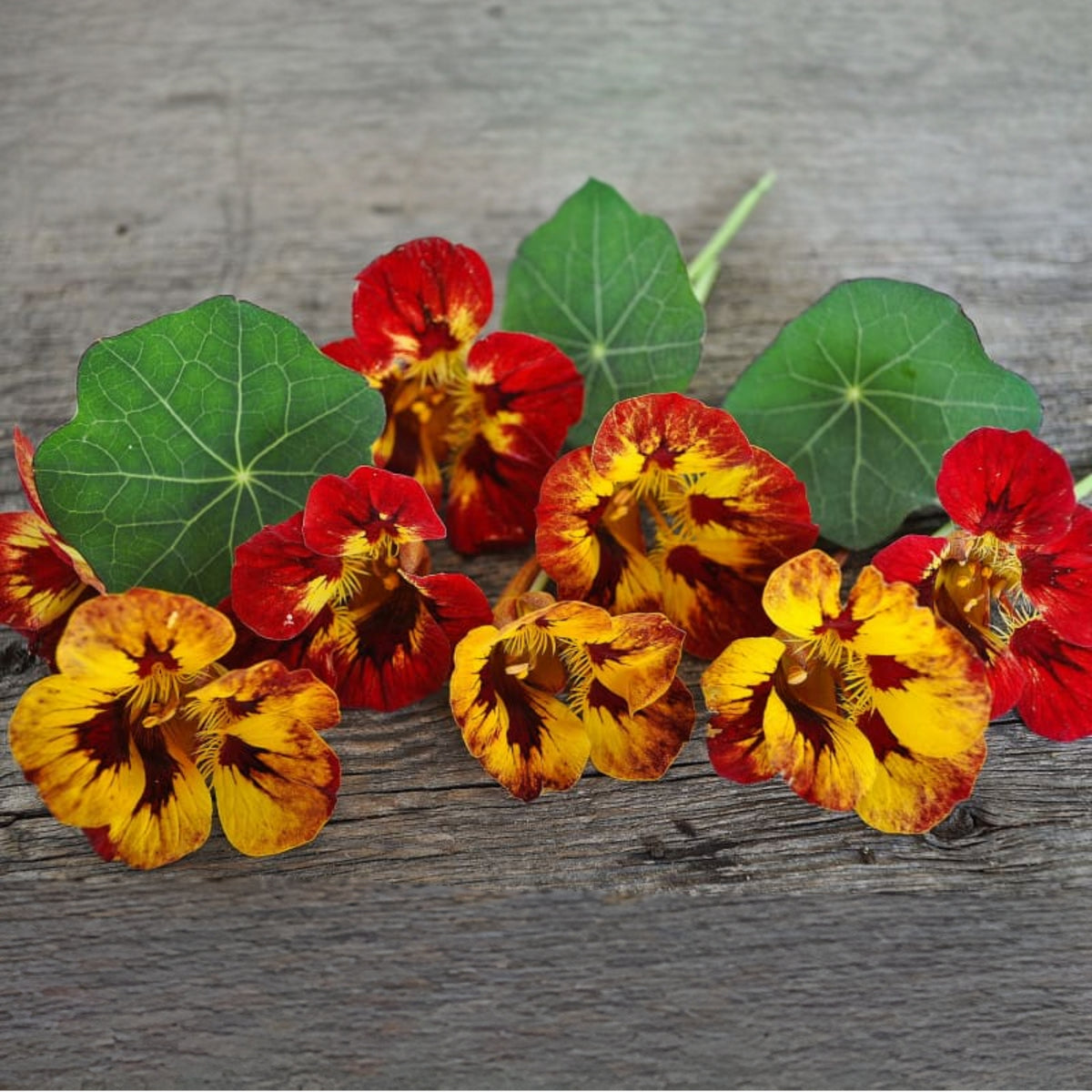 Orchid Flame Nasturtium Seeds - Drought Resistant, Dwarf, 10+ seeds