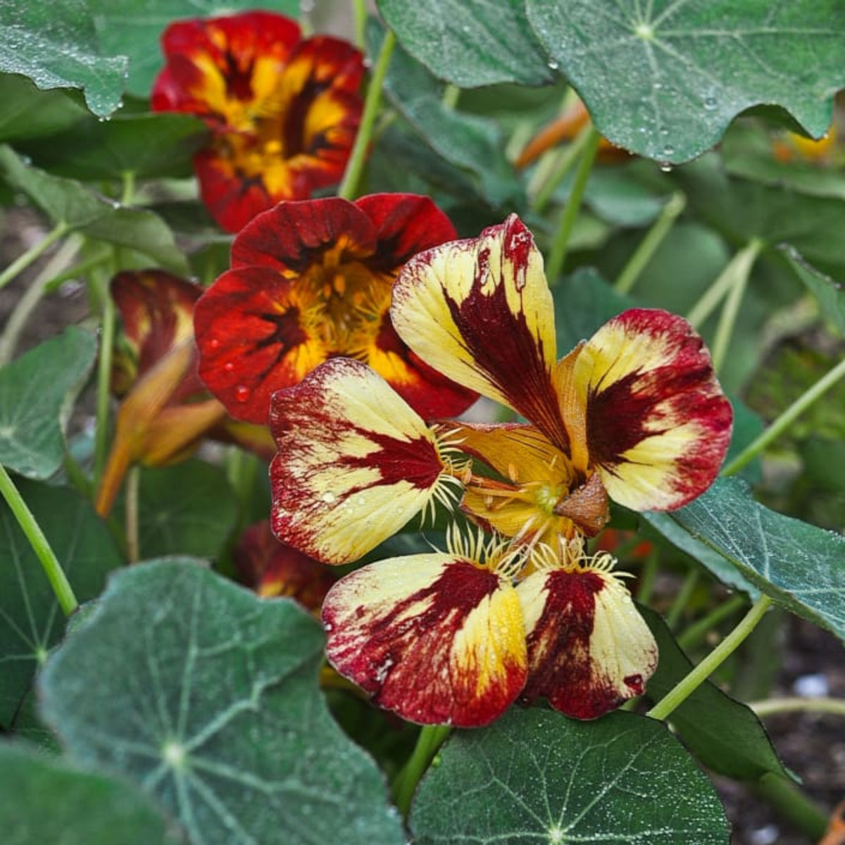 Orchid Flame Nasturtium Seeds - Drought Resistant, Dwarf, 10+ seeds