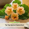 10+ Seeds| Tip Top Apricot Nasturtium Seeds - Fast Growing - Open-Pollinating - Draft Resistant -Dwarf - Plant in Spring/Late Winter #261