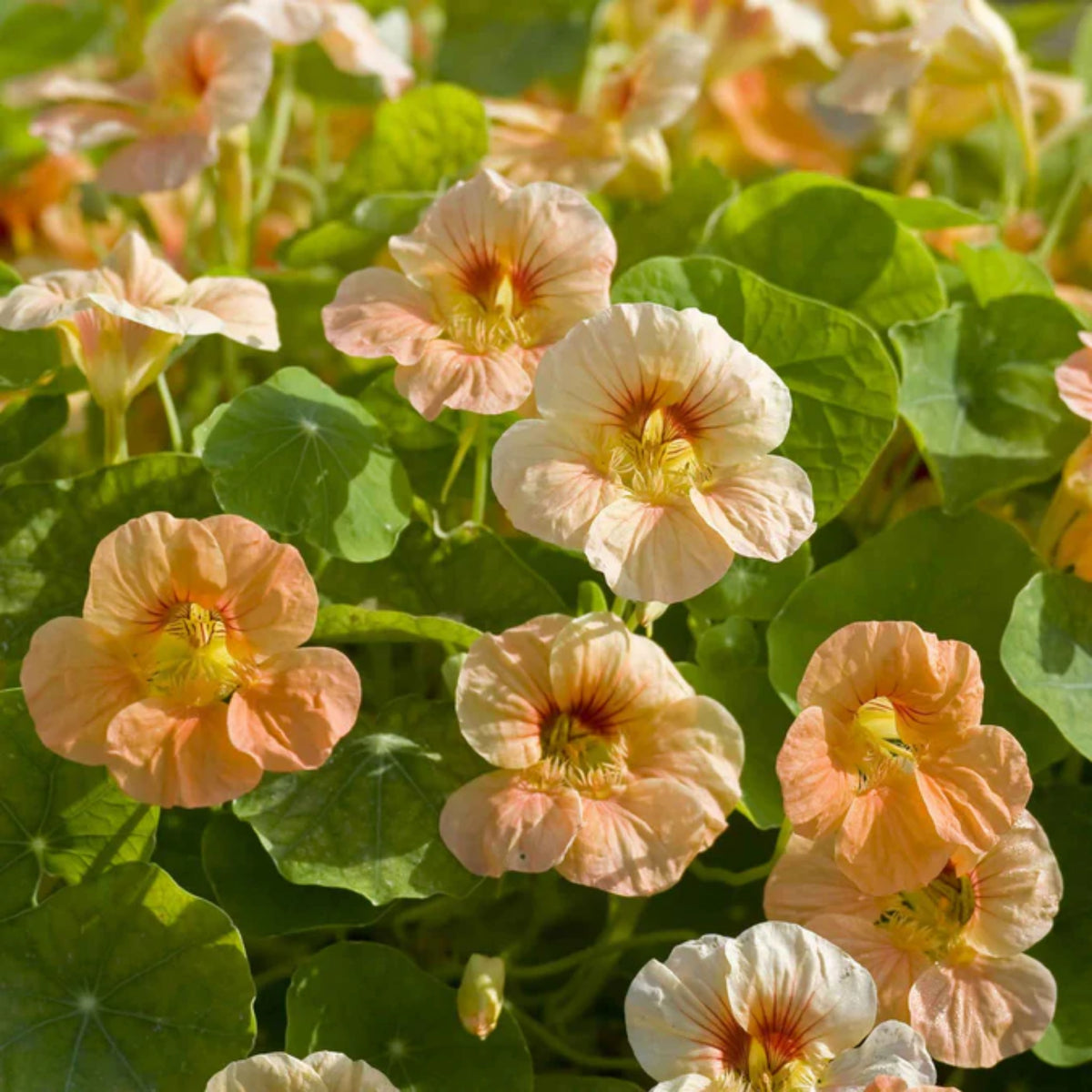 Tip Top Apricot Nasturtium Seeds - Drought Resistant, Dwarf, 10+ seeds