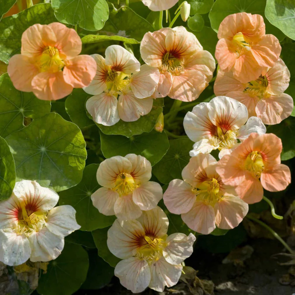 Tip Top Apricot Nasturtium Seeds - Drought Resistant, Dwarf, 10+ seeds
