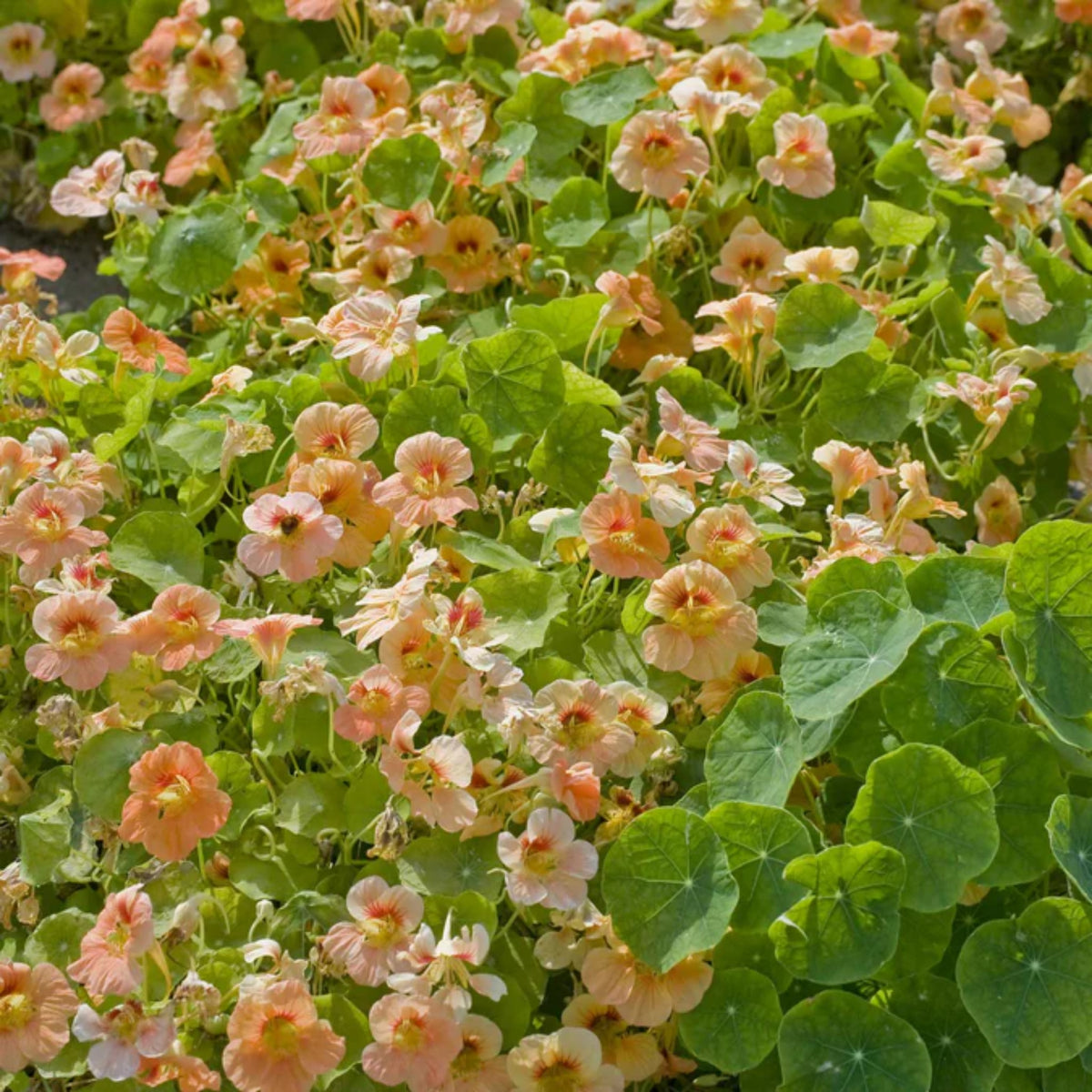 Tip Top Apricot Nasturtium Seeds - Drought Resistant, Dwarf, 10+ seeds