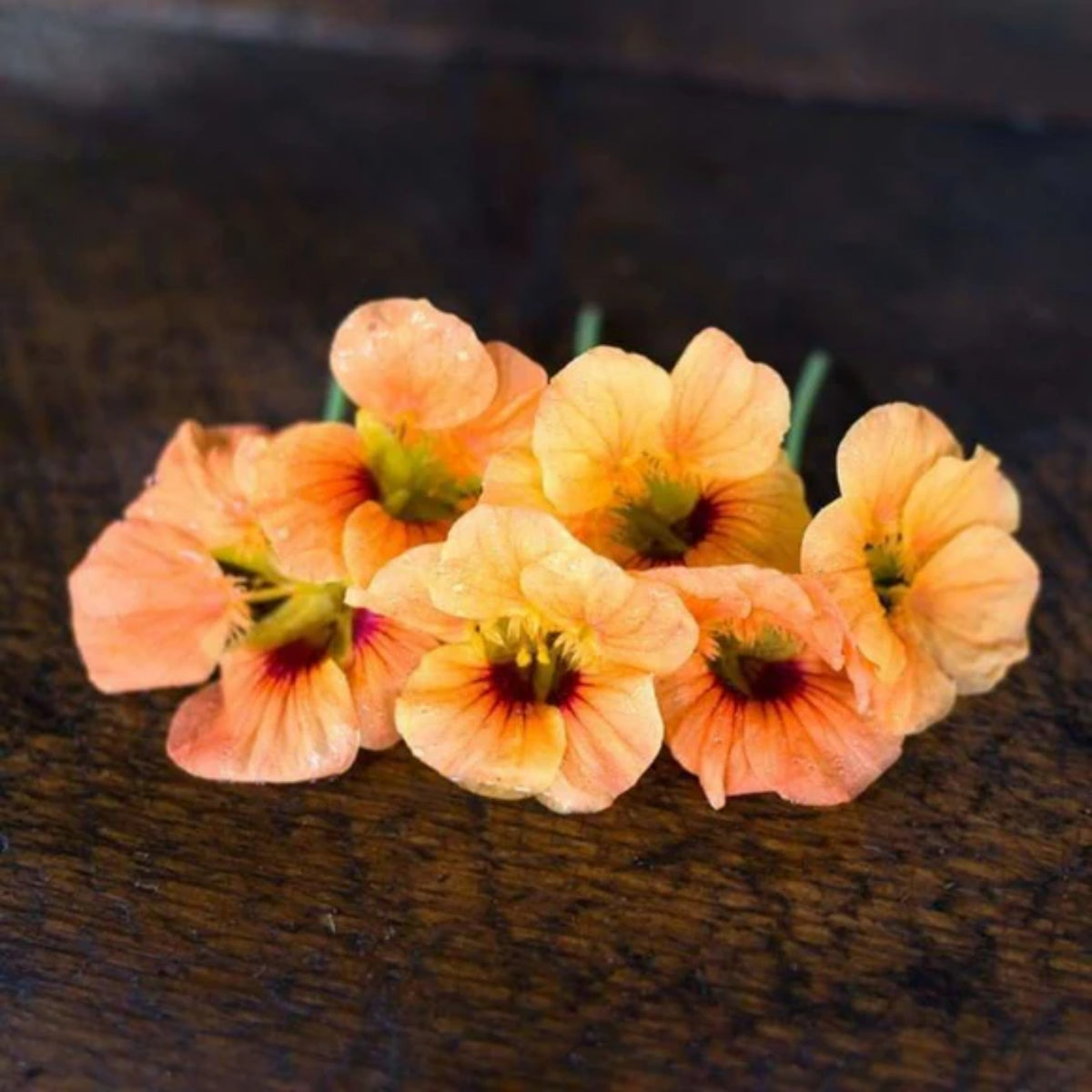 Tip Top Apricot Nasturtium Seeds - Drought Resistant, Dwarf, 10+ seeds