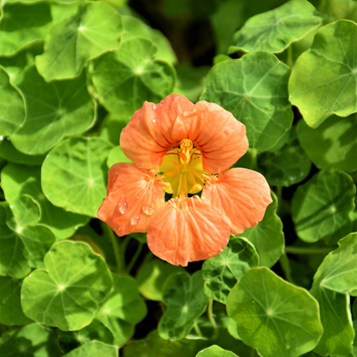 Tip Top Apricot Nasturtium Seeds - Drought Resistant, Dwarf, 10+ seeds