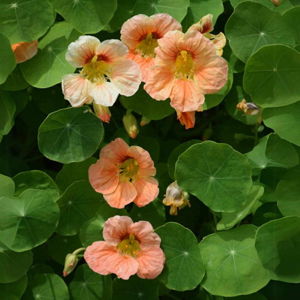 Tip Top Apricot Nasturtium Seeds - Drought Resistant, Dwarf, 10+ seeds