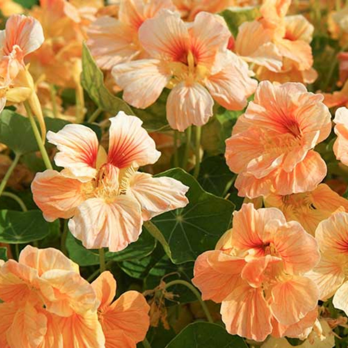 Tip Top Apricot Nasturtium Seeds - Drought Resistant, Dwarf, 10+ seeds