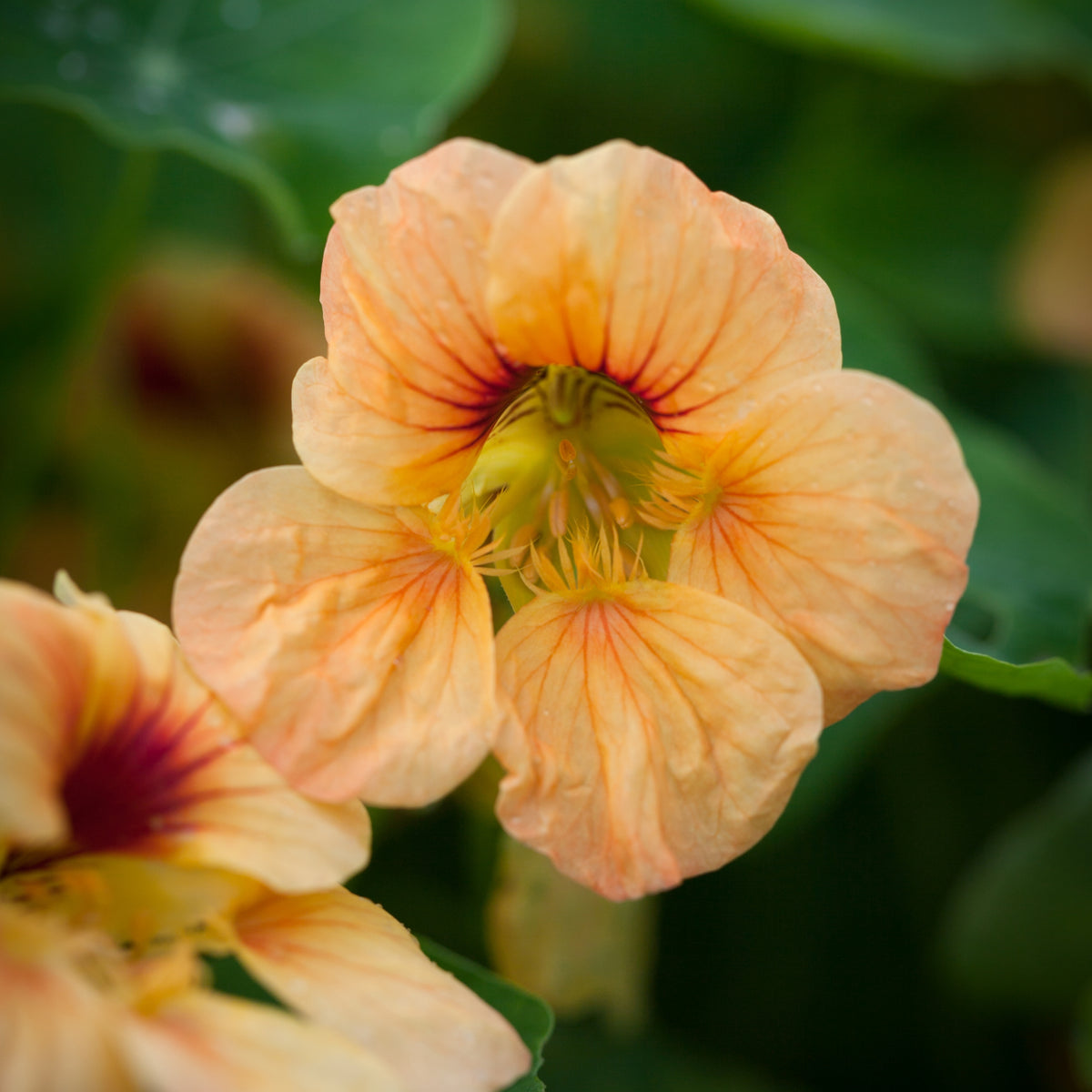 Tip Top Apricot Nasturtium Seeds - Drought Resistant, Dwarf, 10+ seeds