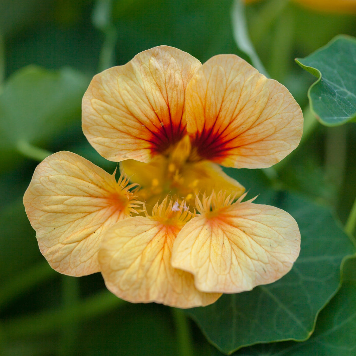 Tip Top Apricot Nasturtium Seeds - Drought Resistant, Dwarf, 10+ seeds