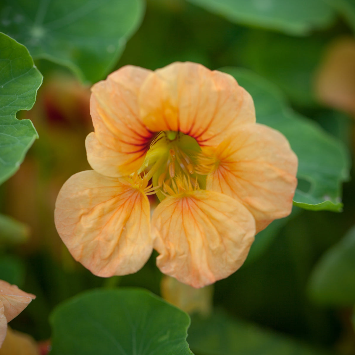 Tip Top Apricot Nasturtium Seeds - Drought Resistant, Dwarf, 10+ seeds