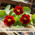 10+ Seeds| Tip Top Mahogany Nasturtium Seeds - Fast Growing - Open-Pollinating - Draft Resistant -Dwarf - Plant in Spring/Late Winter #262