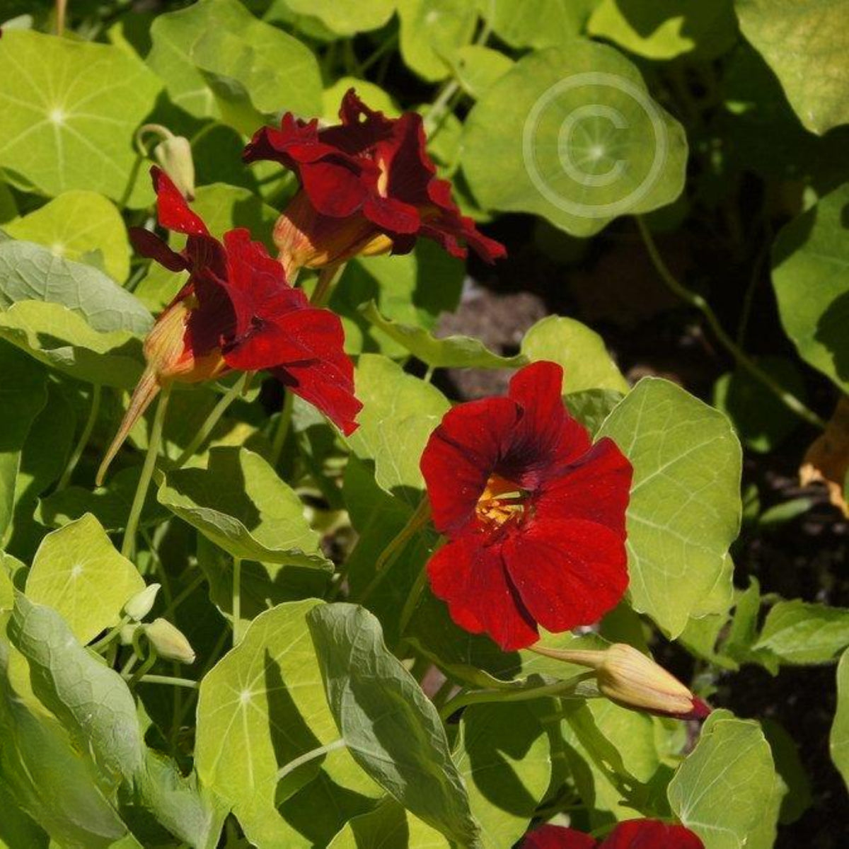 Tip Top Mahogany Nasturtium Seeds - Drought Resistant, 10+ seeds