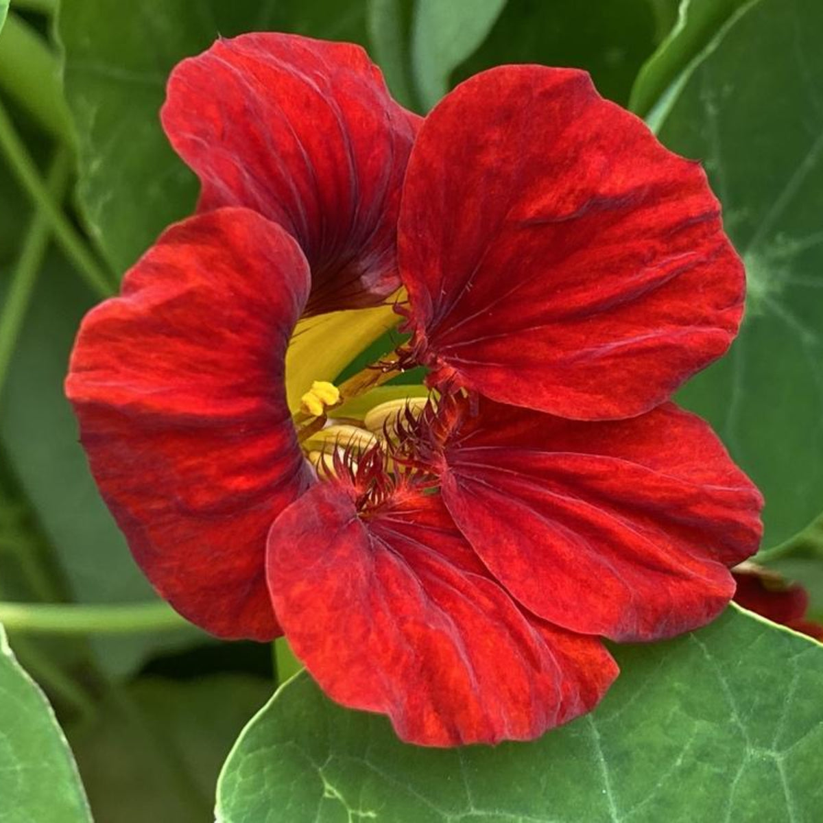 Tip Top Mahogany Nasturtium Seeds - Drought Resistant, 10+ seeds
