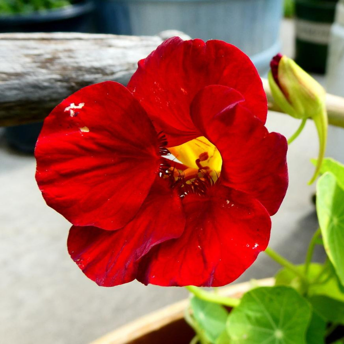 Tip Top Mahogany Nasturtium Seeds - Drought Resistant, 10+ seeds