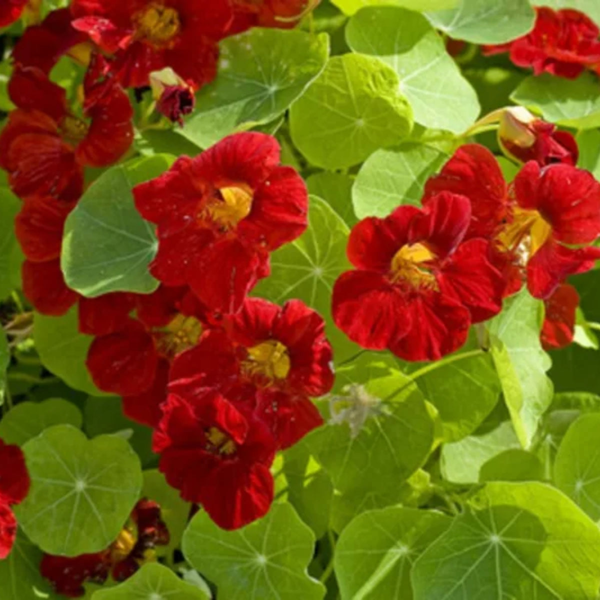 Tip Top Mahogany Nasturtium Seeds - Drought Resistant, 10+ seeds