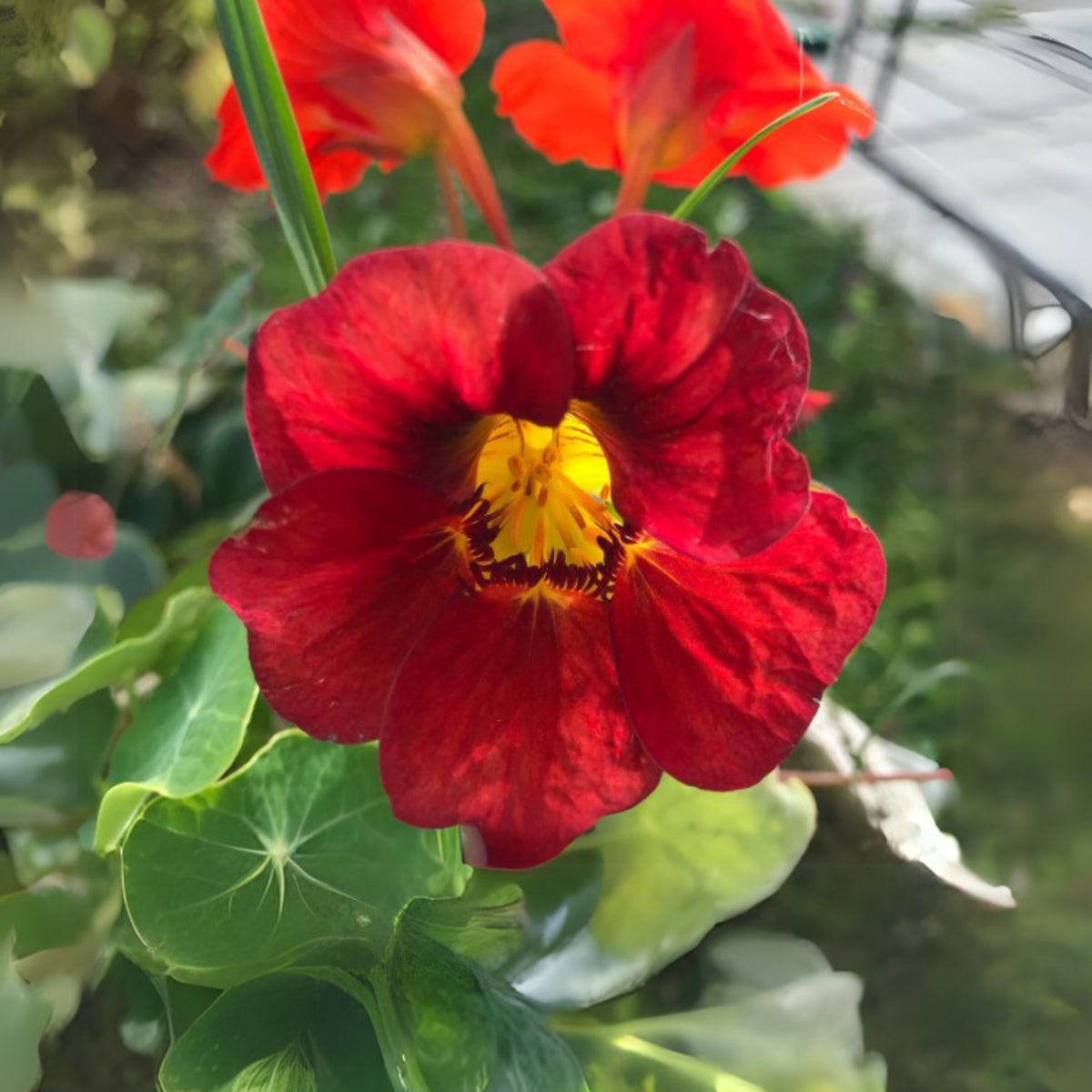 Tip Top Mahogany Nasturtium Seeds - Drought Resistant, 10+ seeds