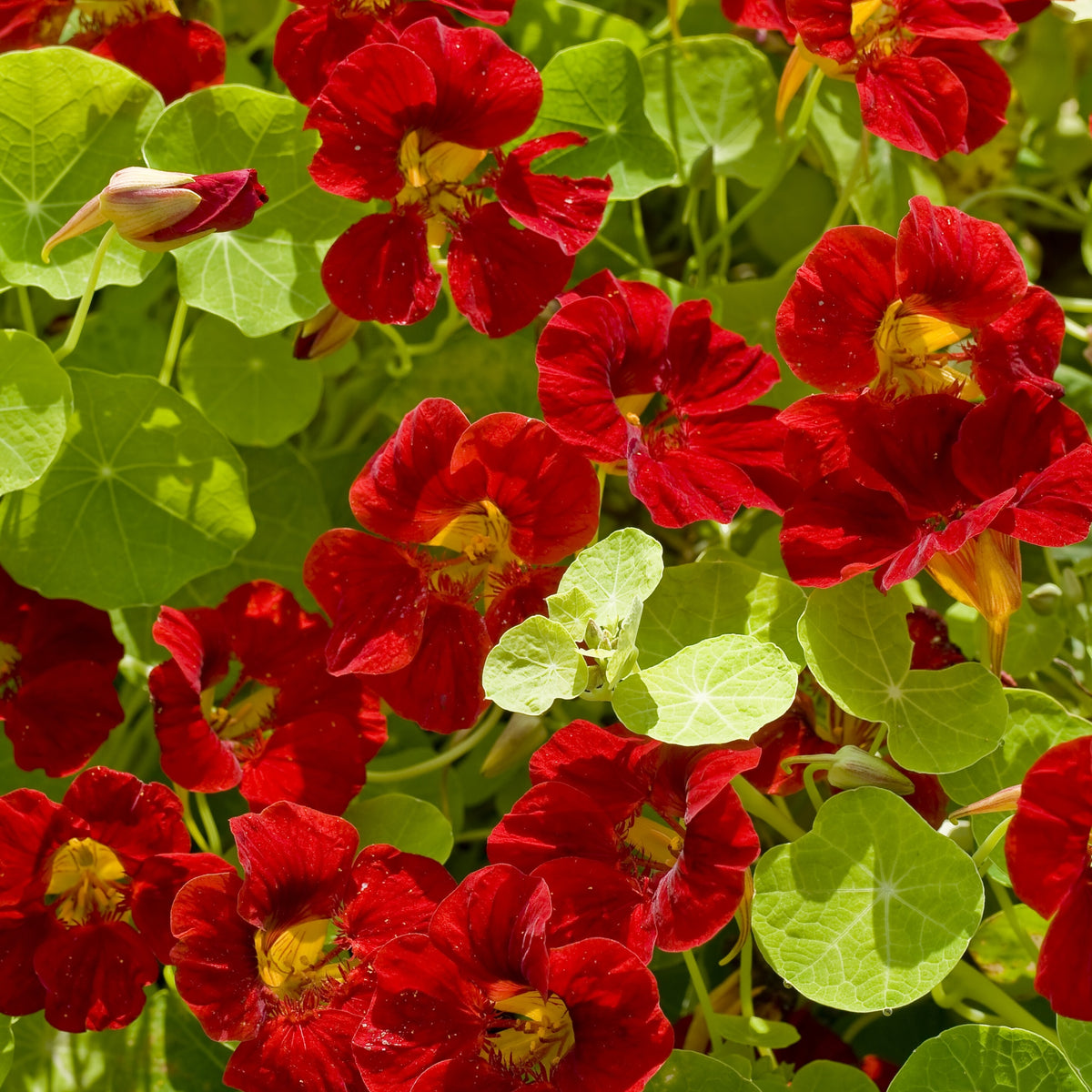 Tip Top Mahogany Nasturtium Seeds - Drought Resistant, 10+ seeds
