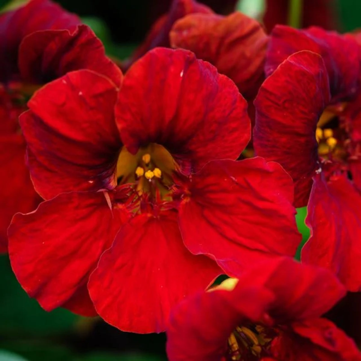 Tip Top Mahogany Nasturtium Seeds - Drought Resistant, 10+ seeds