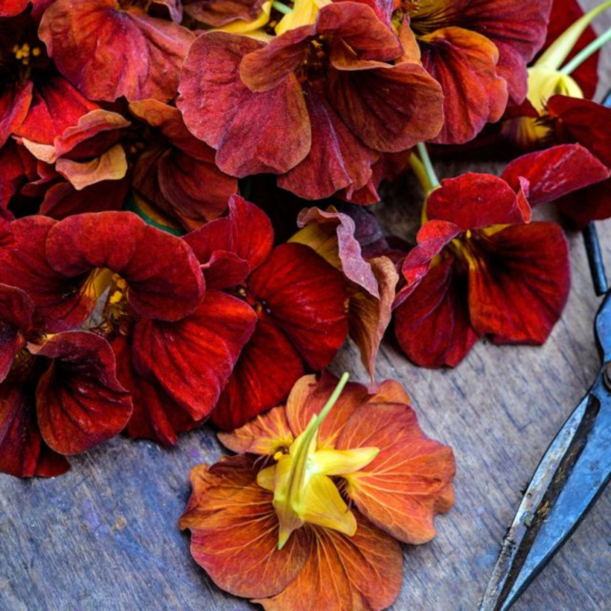 Tip Top Mahogany Nasturtium Seeds - Drought Resistant, 10+ seeds