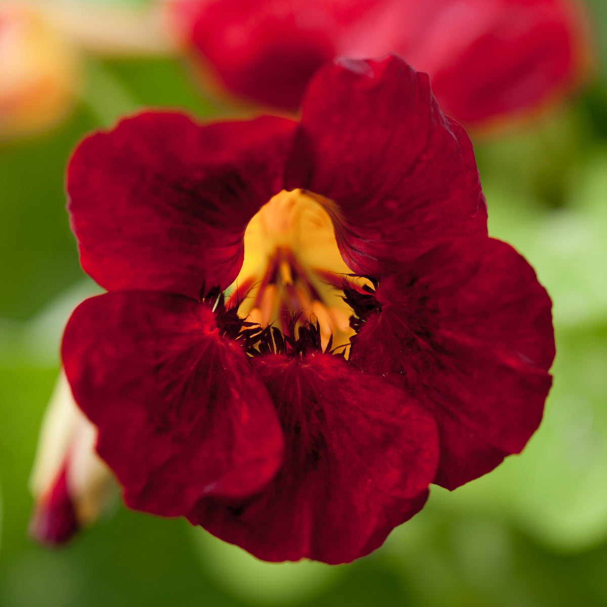 Tip Top Mahogany Nasturtium Seeds - Drought Resistant, 10+ seeds